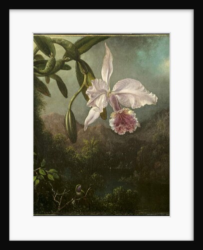 Orchid Blossoms, 1873 by Martin Johnson Heade