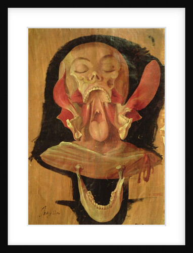 Anatomical drawing of the head by Hieronymus Fabricius ab Aquapendente
