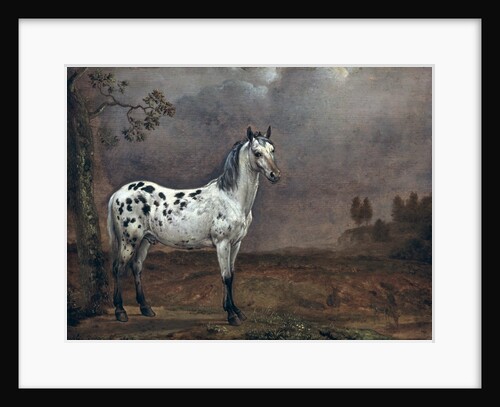 The Piebald Horse, 1653 by Paulus Potter