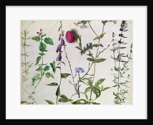 Eight Studies of Wild Flowers, 16th century by Hans Hoffmann