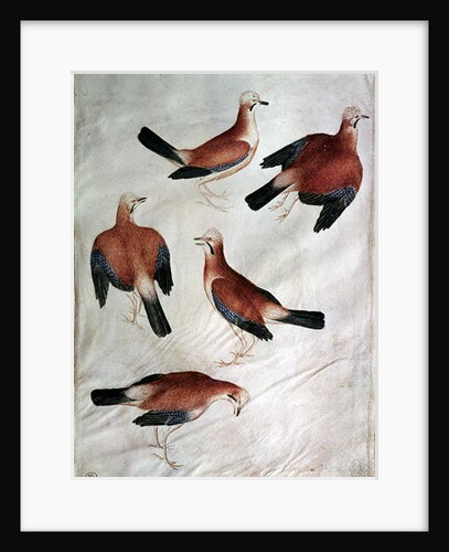 Five Jays by Antonio Pisanello