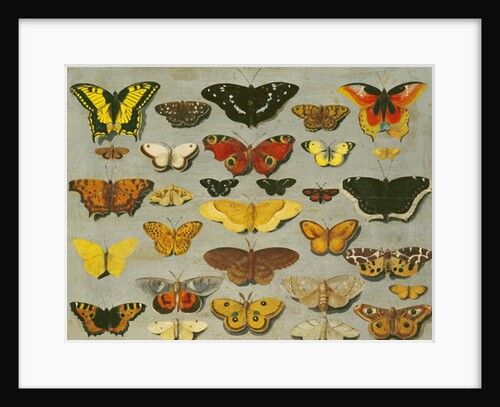 Butterflies by Flemish School