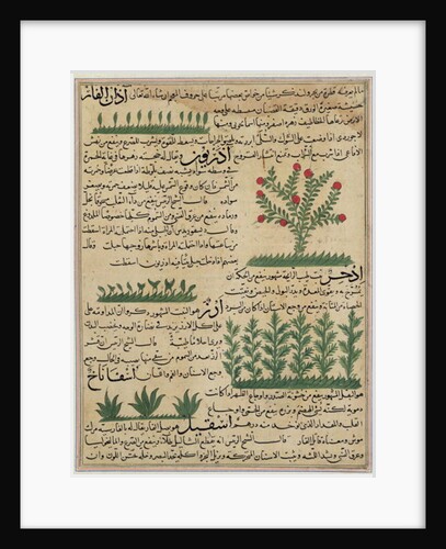 Ms E-7 fol. 142b Botanical plants by Islamic School