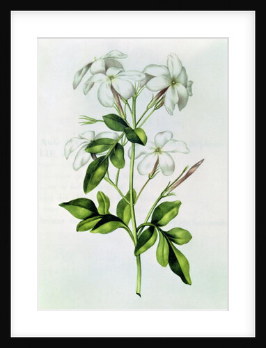 Fol.30 Jasmine by Nicolas Robert