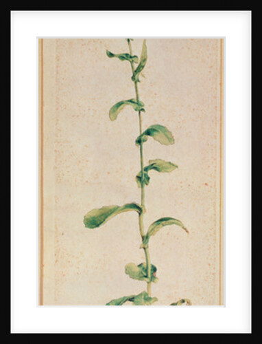 A Tobacco Plant by Albrecht Dürer or Duerer