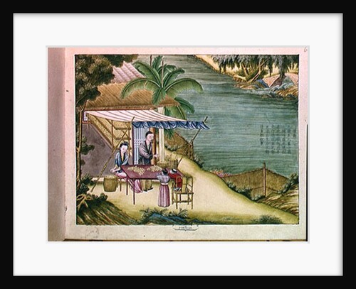 Ms 202 f.6 Sorting the Cocoons by School Chinese