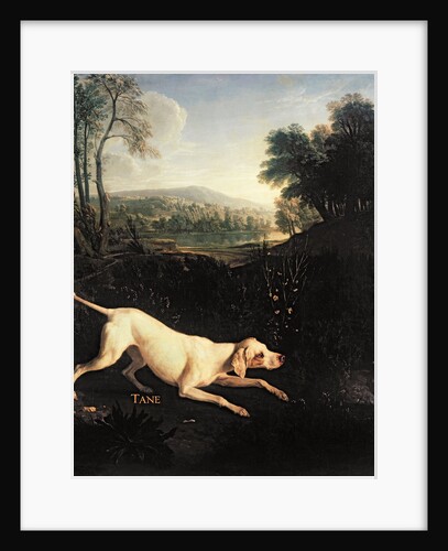 Louis XIV's Dog, Tane by Alexandre-Francois Desportes