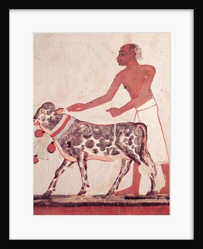 Peasant leading a cow to sacrifice by Egyptian 18th Dynasty
