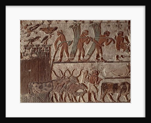 Harvesting papyrus and a group of cows, Old Kingdom by Egyptian 5th Dynasty