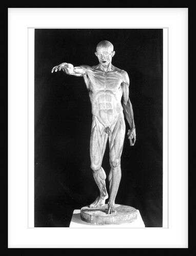 Flayed body by Jean-Antoine Houdon