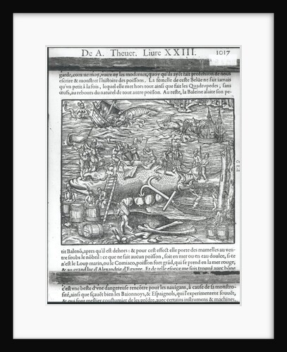 Jointing a whale by Andre Thevet