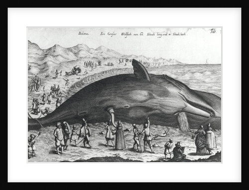 Dead whale by German School