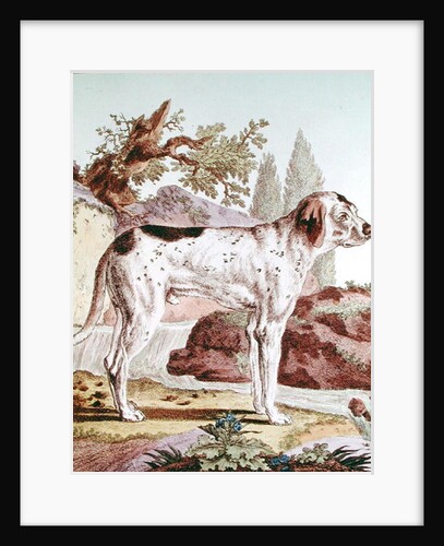 A Pointer by School French