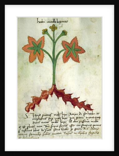 Ms 320 M Fol.13r Herba Antollas Lupanas by Italian School