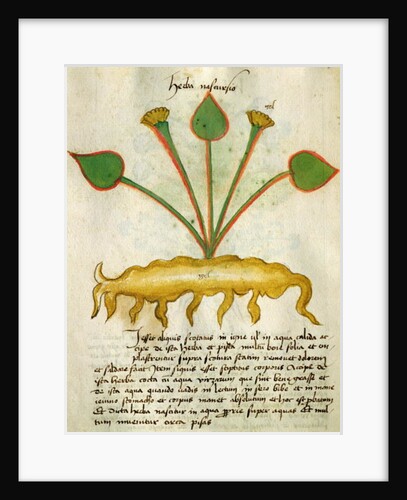 Ms 320 M Fol.29v Herba Nastrusio by Italian School