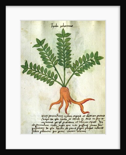 Ms 320 M Fol.31 Herba Poleximas by Italian School