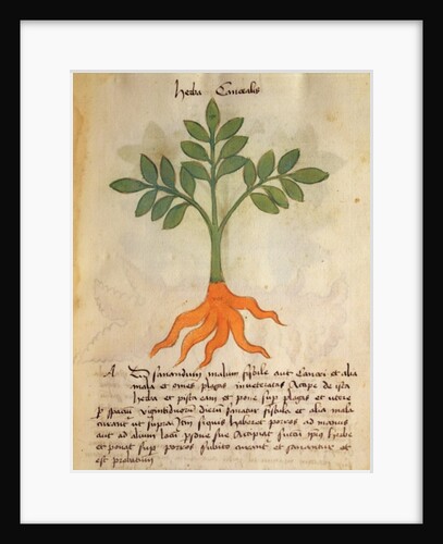 Ms 320 M fol.14r Herba Cancealis by Italian School