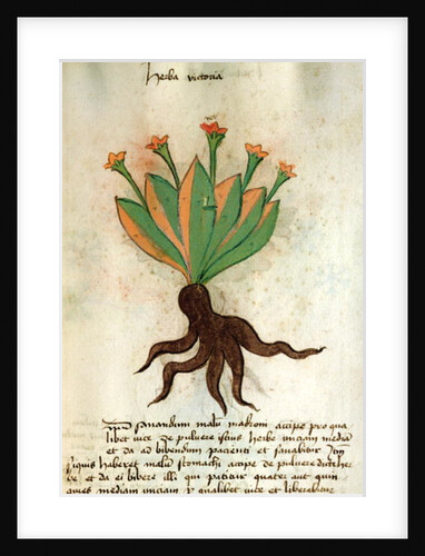 Ms 320 M Fol.34r Herba Victoria by Italian School