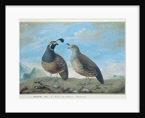 Male and Female Californian Partridge by J.R Prevost
