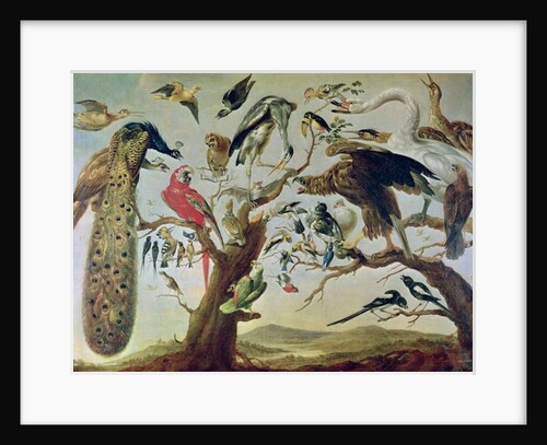 The Bird's Concert by Frans (after) Snyders