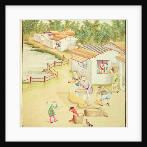 Chinese Peasants Sifting Rice by School Chinese