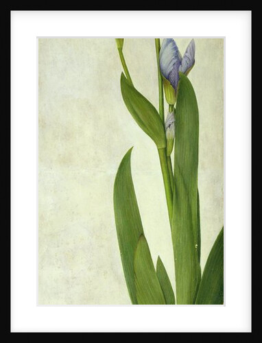 An Iris by Albrecht Dürer or Duerer