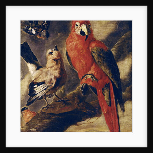Macaw and Bullfinch by Flemish School
