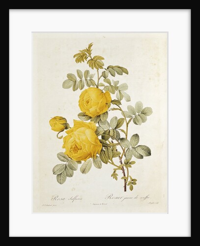 Rosa Sulfurea from 'Les Roses' by Claude Antoine Thory engraved by Eustache Hyacinthe Langlois 1817 by Pierre Joseph Redoute