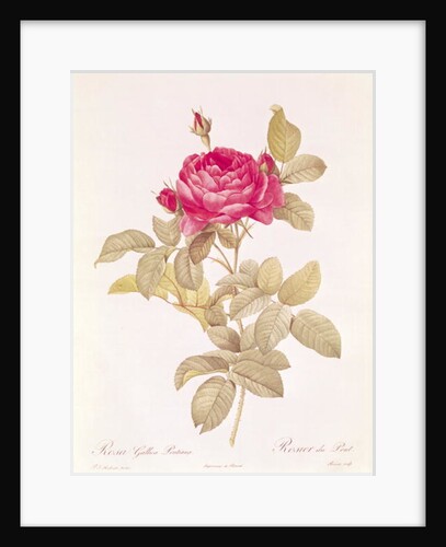 Rosa Gallica Pontiana by Pierre Joseph Redoute
