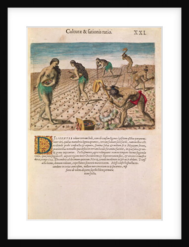 Florida Indians planting maize by Th. after Le Moyne J.(de Morgues) (1533-88) Bry