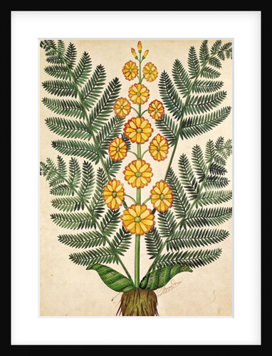 Fern with yellow flowers by French School
