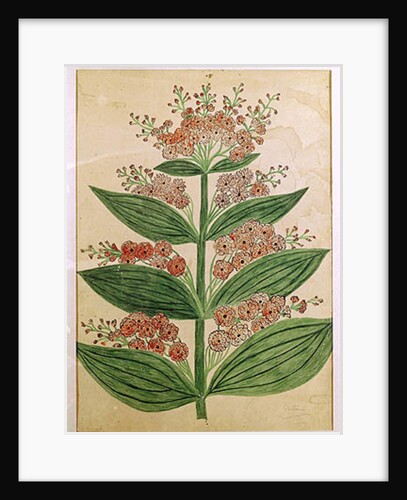 Gentian with imaginary flowers by French School