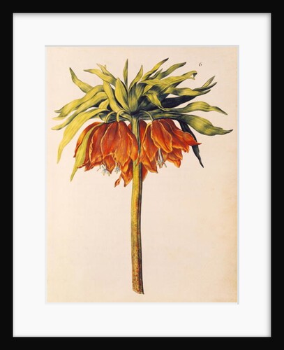 Crown Imperial Lily or Fritillary by Nicolas Robert