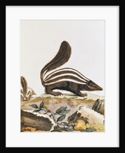 Skunk by French School