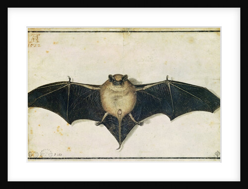 Bat, 1522 by Albrecht Dürer or Duerer