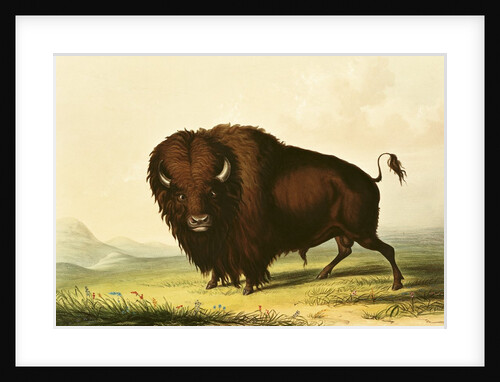 A Bison, c.1832 by George Catlin