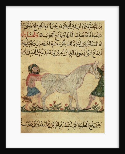 A veterinarian helping a mare to give birth by Islamic School
