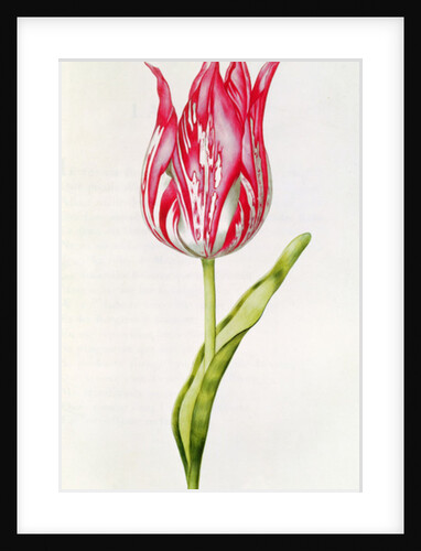 Tulip by Nicolas Robert