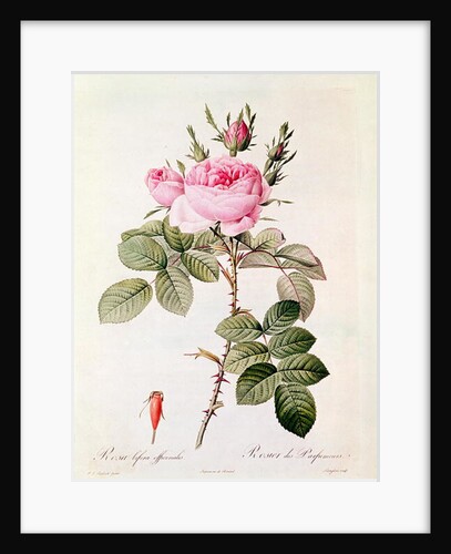 Rosa Bifera Officinalis by Pierre Joseph Redoute