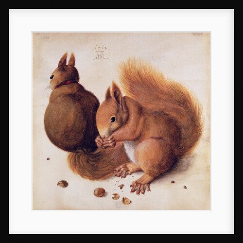 Squirrels, 1512 by Albrecht Dürer or Duerer