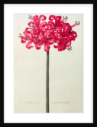 Amaryllis Sarniensis, or Narcissus by Nicolas Robert