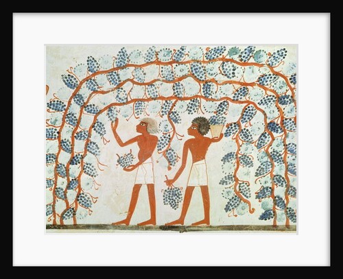 Picking grapes by Egyptian 18th Dynasty