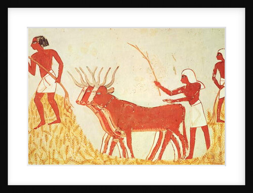 Using cows to trample wheat by Egyptian 18th Dynasty