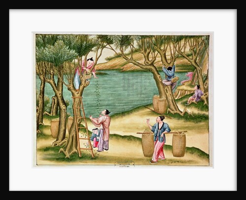 Collecting mulberries by School Chinese