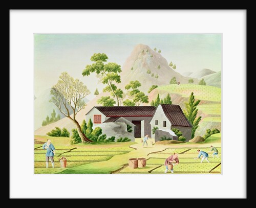 Peasants in the Paddy Fields by School Chinese