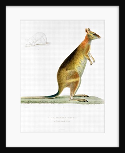 Kangaroo by Pancrace Bessa