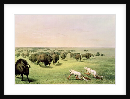 Hunting Buffalo Camouflaged with Wolf Skins, c.1832 by George Catlin