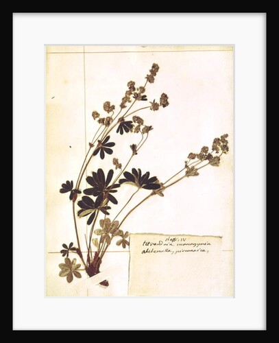 Alchemilla, from a Herbarium by Jean Jacques Rousseau