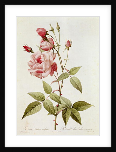 Rosa Indica Vulgaris by Pierre Joseph (after) Redoute