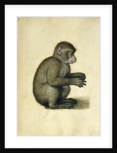 A Monkey, 16th century by Albrecht Dürer or Duerer